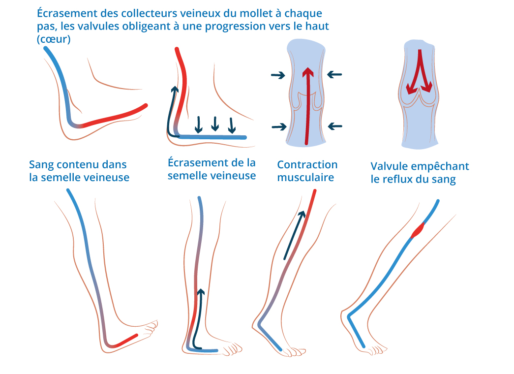 Le-role-de-la-marche