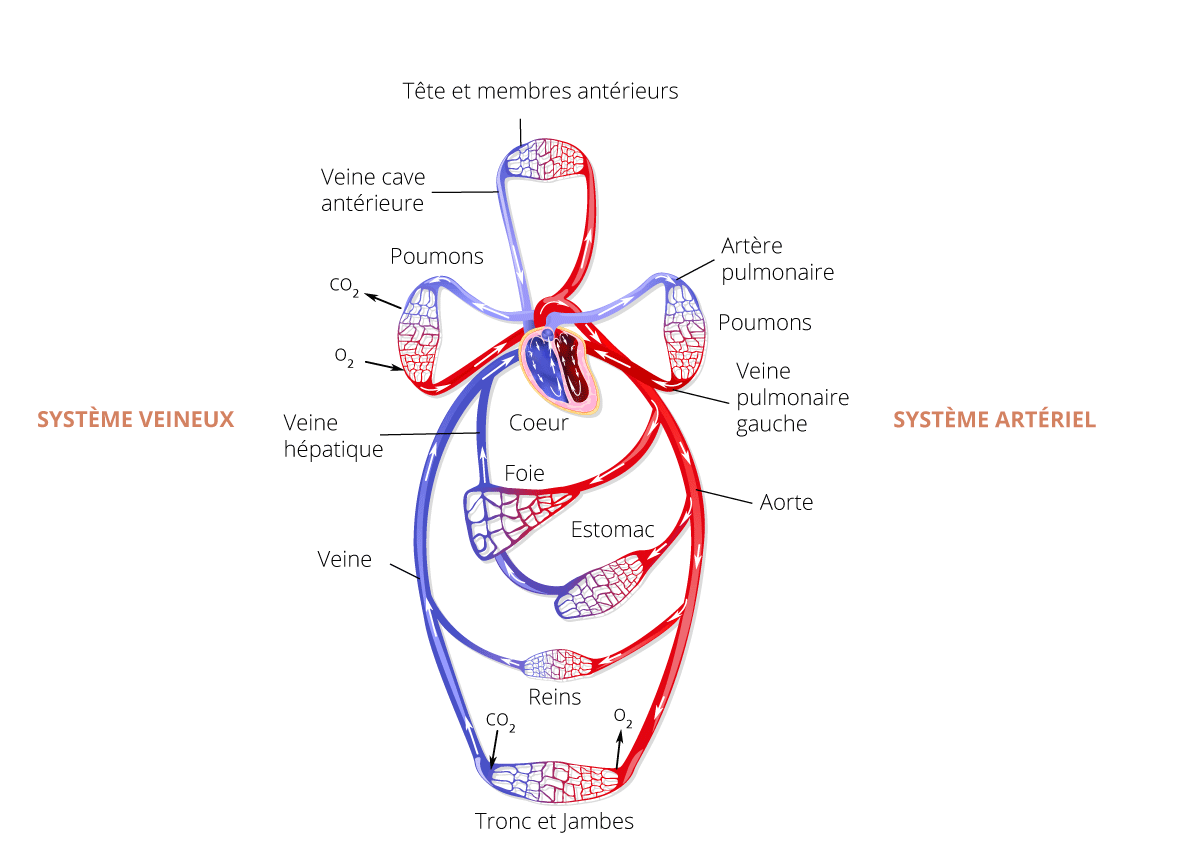 systeme-circulatoire-dr-betroune
