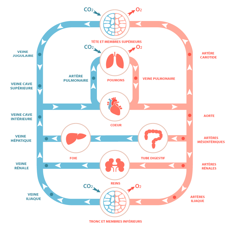 systeme-circulatoire