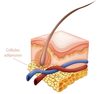 cellule-adipeuse